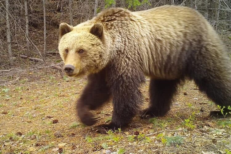 Conservative officials are confident the attacking animal was a grizzly bear. yourbcparks/Instagram