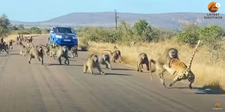 Leopard tries to fight 50 baboons in the middle of the road
