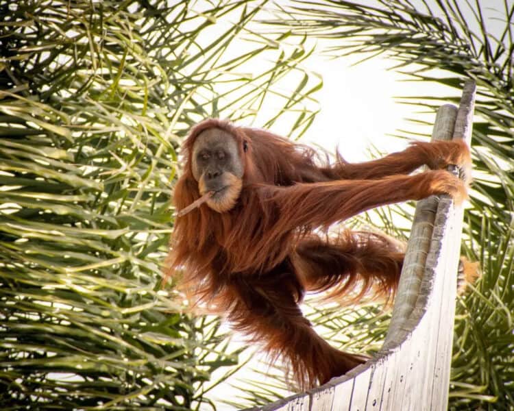According to a Reddit user, the possum landed in another orangutan exhibit at the zoo. Perth Zoo