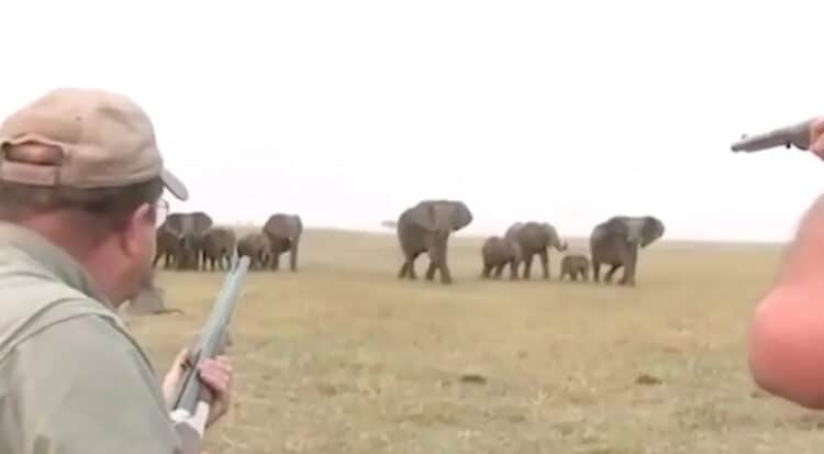 Moment trophy hunter shoots elephant dead - before herd take out revenge