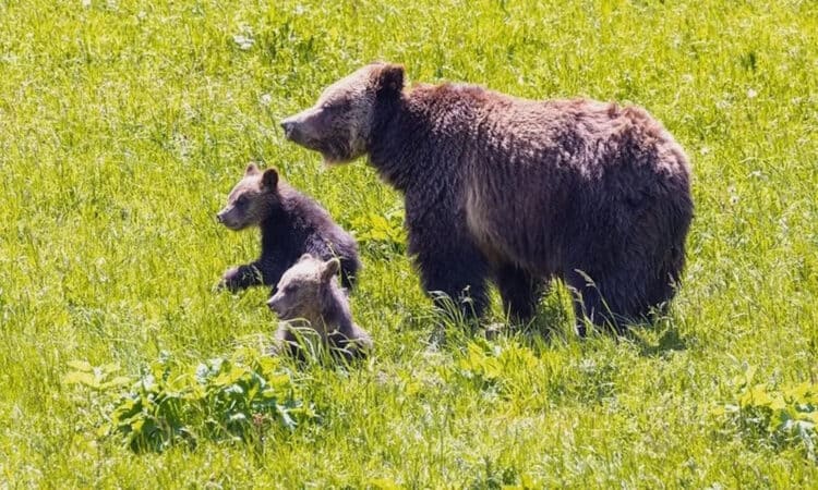 Generic photo of a grizzly bear with two cubs courtesy of Jacob W. Frank of the National Park Service.