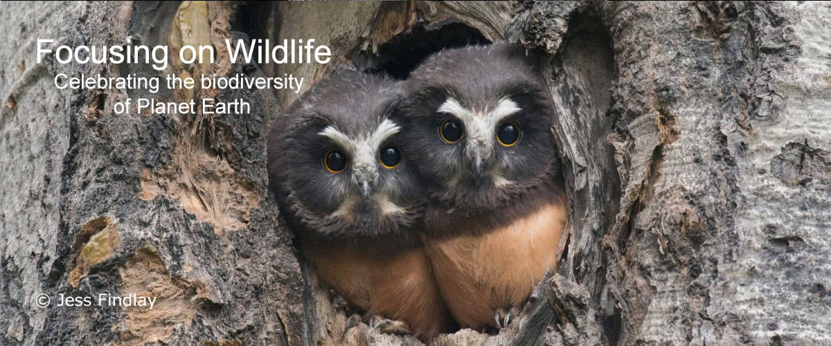 Northern Saw-whet Owl Nestlings by Jess Findlay