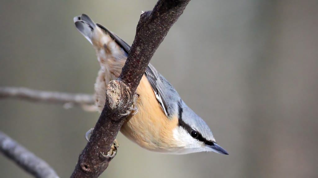 Wood Nuthatch Sitta europaea