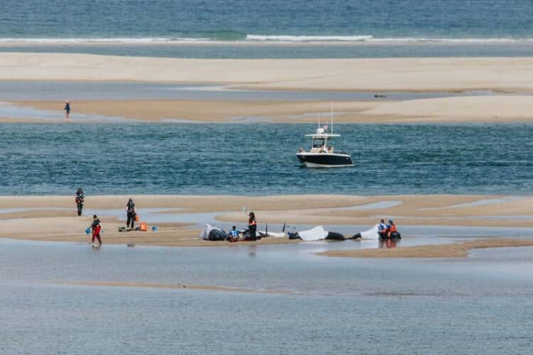 Rescuers worked to free five pilot whales from a sandbar in Chatham on Saturday. (IFAW)