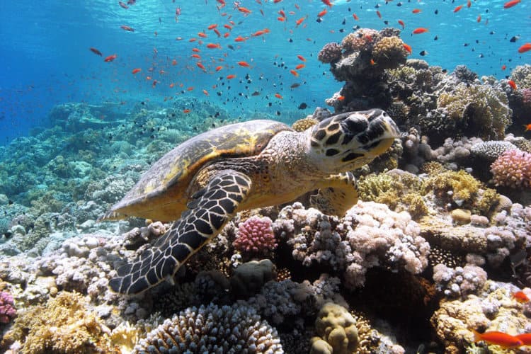 Hawksbill turtle swimming by a coral reef. Photo by Cinzia Osele Bismarck / Ocean Image Bank