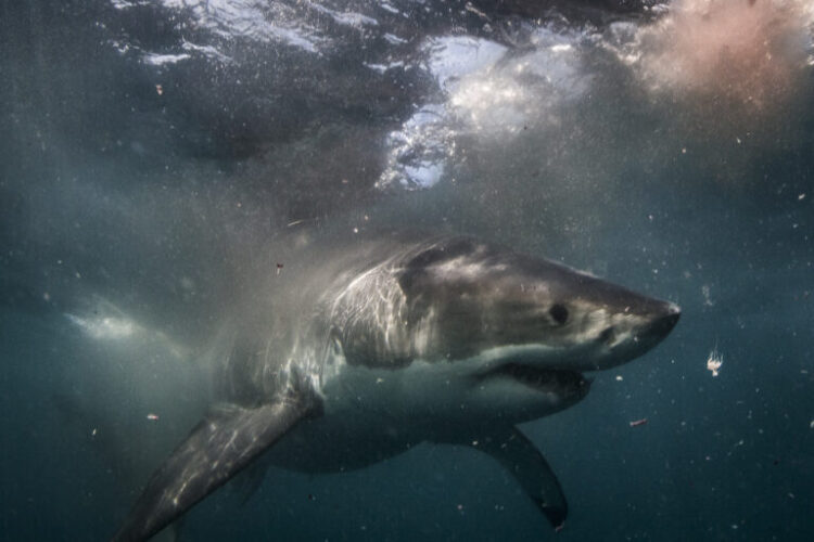A great white shark cruises around the water’s surface in southern Australia. Image by Jeff Hester / Ocean Image Bank.