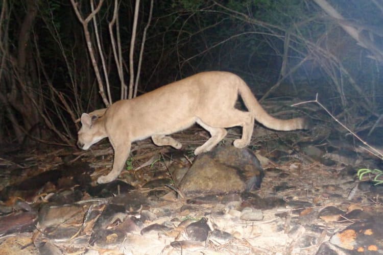 A camera-trap image of Vitória, the first puma to be tagged for monitoring in the Boqueirão da Onça region. Image courtesy of Amigos da Onça.