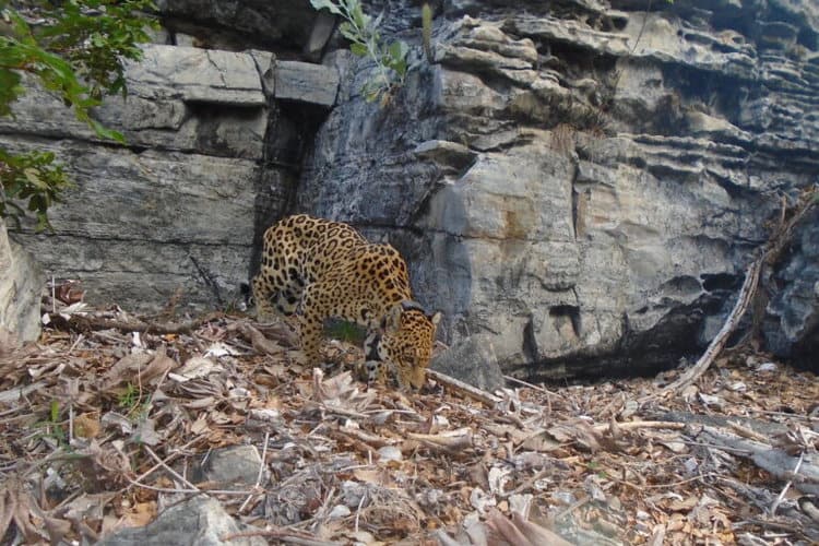 A camera-trap image of a jaguar with a radio collar in the Boqueirão da Onça region. Image courtesy of Amigos da Onça.