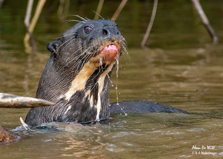 Giant Otters of the Three Brother River in Brazi's Pantanal