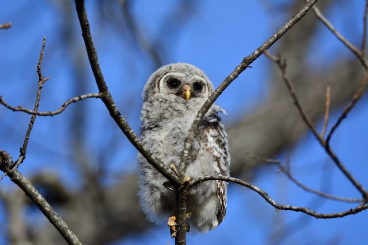 Owl fledgling San Antonio - Photo by Alesia Garlock