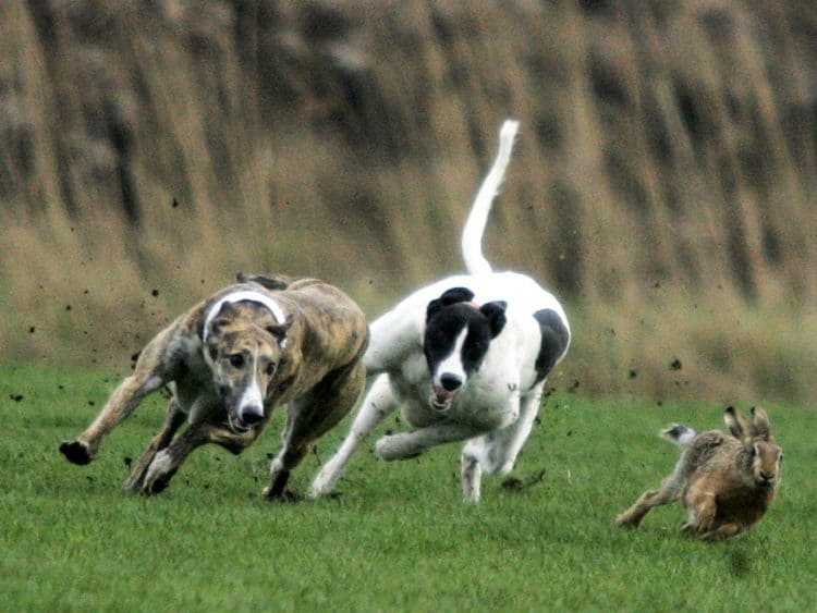 Organised hare coursing before a ban came into effect in 2004 (PA)
