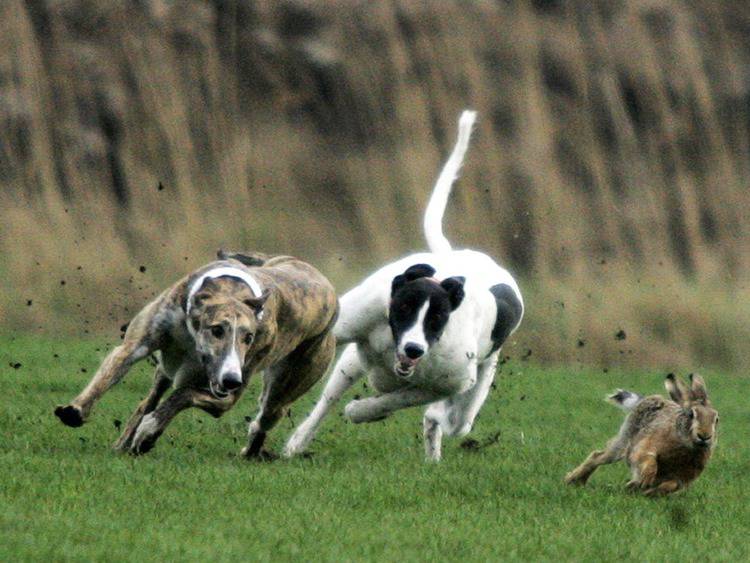 Tougher sentences announced in crackdown on illegal hare coursing