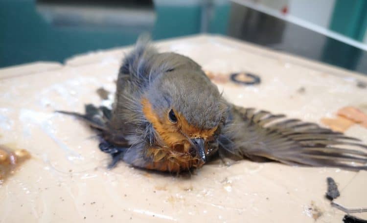 RSPCA workers tried to save a robin caught in a glue trap in Buckfastleigh, Devon (RSPCA)