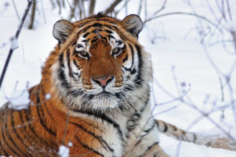 Tigers may avoid extinction, but we must aim higher (commentary)