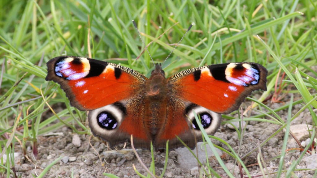 Peacock (Inachis io)