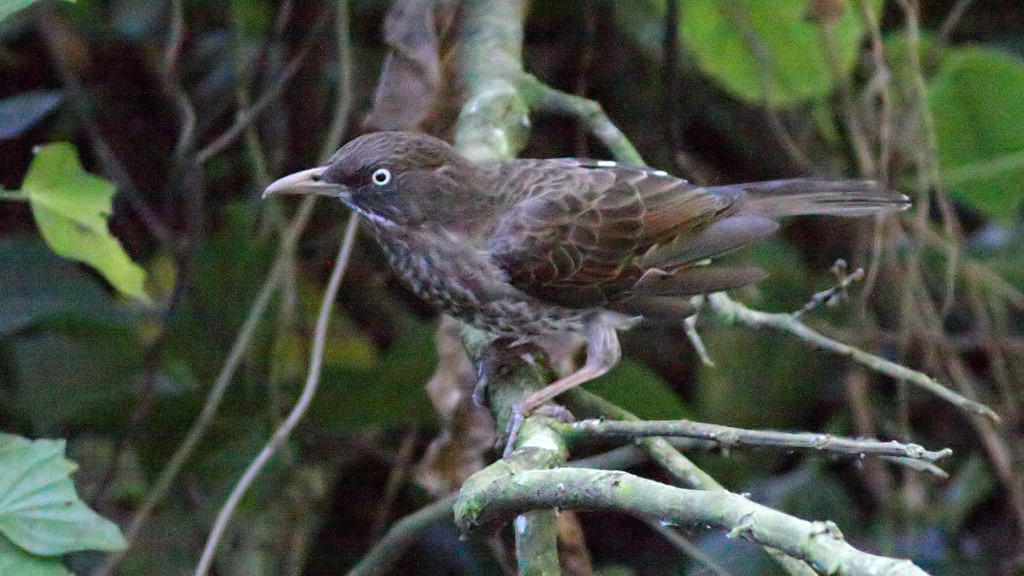 Pearly-eyed Thrasher Margarops fuscatus
