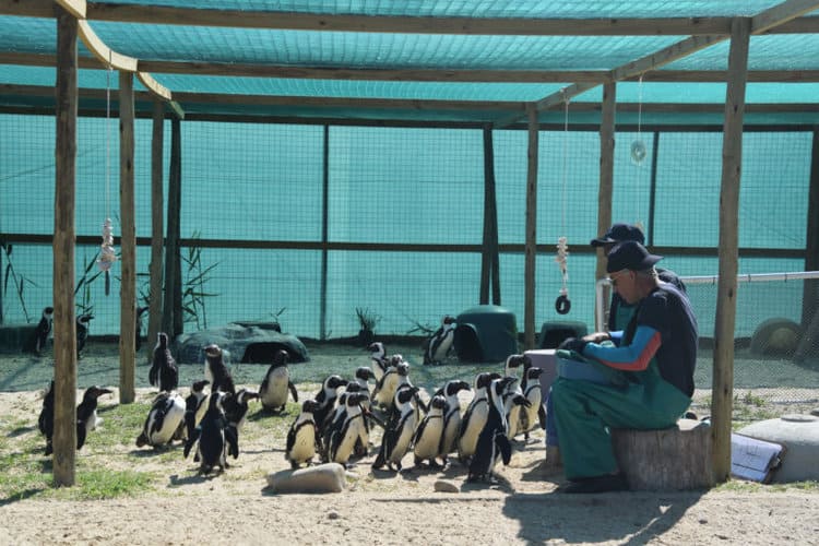 Pflege von Pinguinen im Schutzgebiet SANCCOB. Bild von Mig Gilbert über Flickr (BY-SA 2.0)