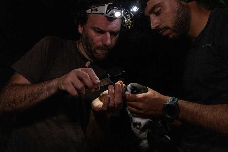 Petrel-monitoring in the Galapagos. Photo credit: James Muchmore