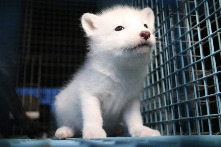 In a win for animals, California’s ban on fur officially takes effect