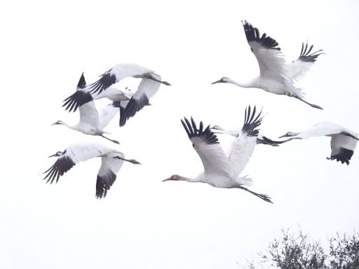 Becoming a Whooping Crane Addict The Seductive, Alluring Call of the Cranes Photo by John Sullivan