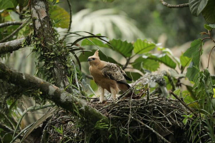 A juvenile Javan hawk-eagle in Bromo Tengger Semeru National Park. Image courtesy of Heru Cahyono.