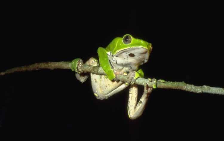 A kambô, or giant leaf frog (Phyllomedusa bicolor). Image by Jean-Marc Hero via Wikimedia Commons (CC BY-SA 2.5).