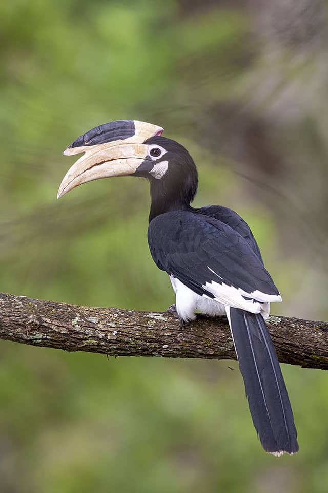 Malabar Pied Hornbills in Kabini ywAAAAAAQABAAACAUwAOw==