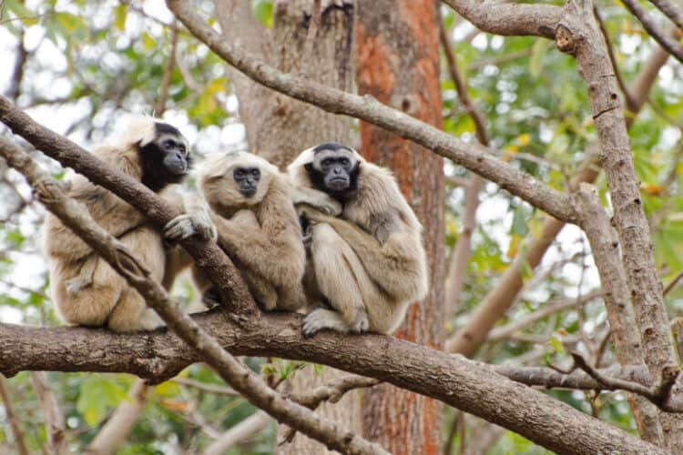 otum Sakor National Park in Cambodia is habitat to a considerable population of the endangered pileated gibbon (Hylobates pileatus). Image by วิชิต กองคำ via Wikimedia Commons (CC BY-SA 4.0).