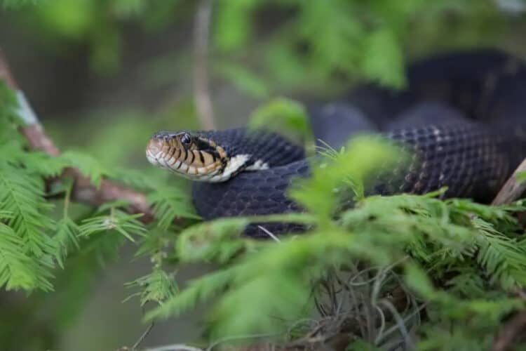 Support our initiative to end horrific snake-killing contests