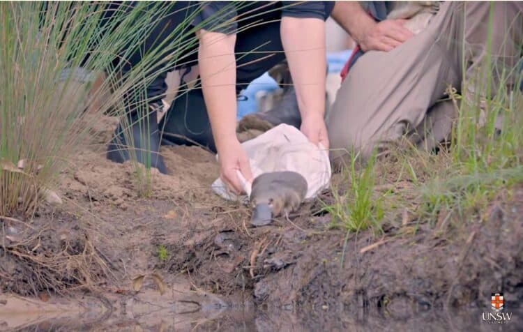 Second Oldest Park in the World Reintroduces Platypuses After a 50-Year Absence