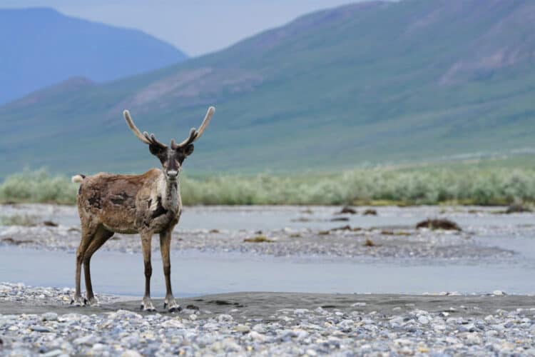A caribou hunter and researchers uncover the impact of climate change on Arctic hunting