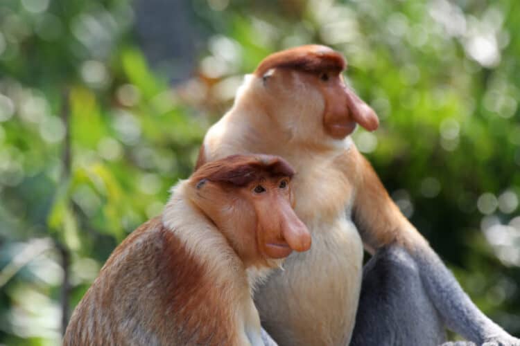 Two male proboscis monkeys in Malaysian Borneo. Image by Rhett A. Butler/Mongabay.