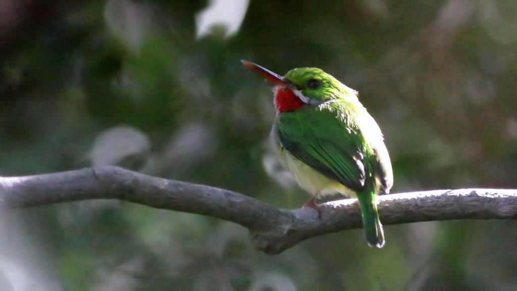 Puerto Rican Tody Todus mexicanus