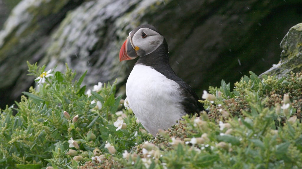 Seabird of the month - Atlantic Puffin (Fratercula arctica