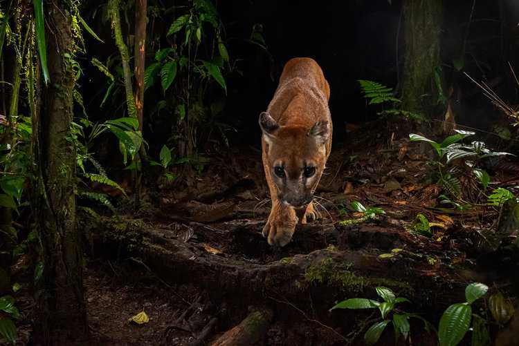 Puma in Canandé Reserve. Photo credit: Javier-Aznar