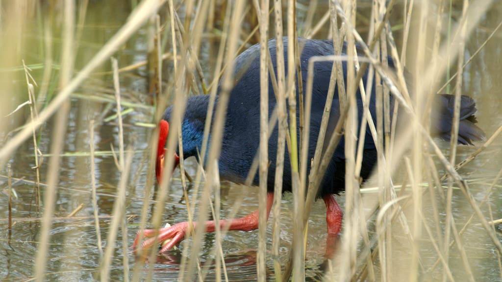 Purple Swamphen Porphyrio porphyrio