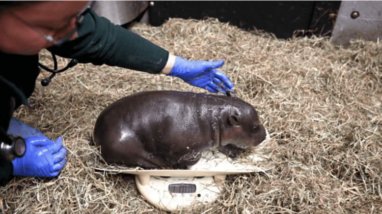 Insanely Cute Pygmy Hippo Baby Born at Virginia Zoo Takes First Tiny Steps