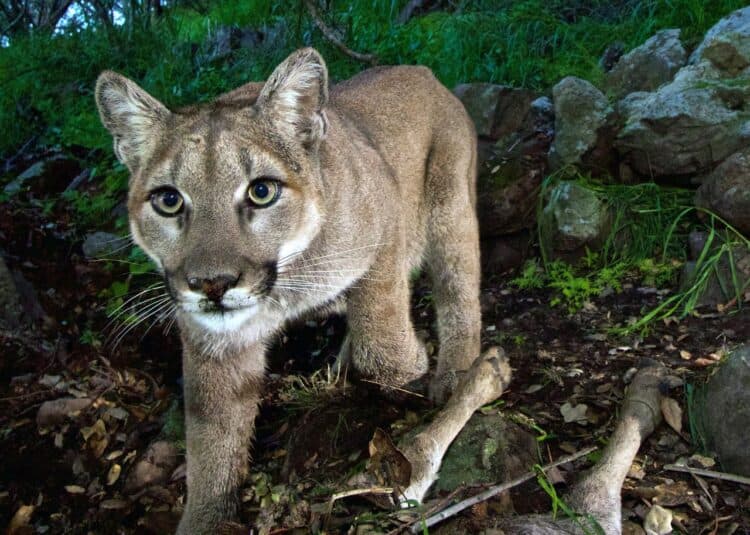 Dog badly injured protecting California woman from mountain lion attack