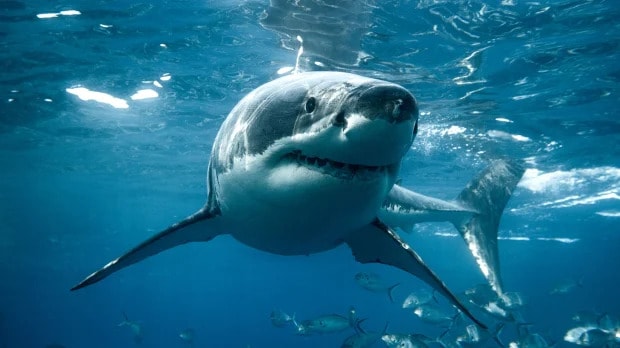 PREDATOR ALERT Are there great white sharks in UK waters?