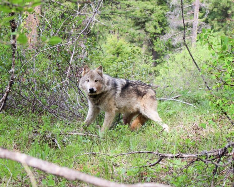 $30,000 Reward Offered for Info on Washington Wolf Killings