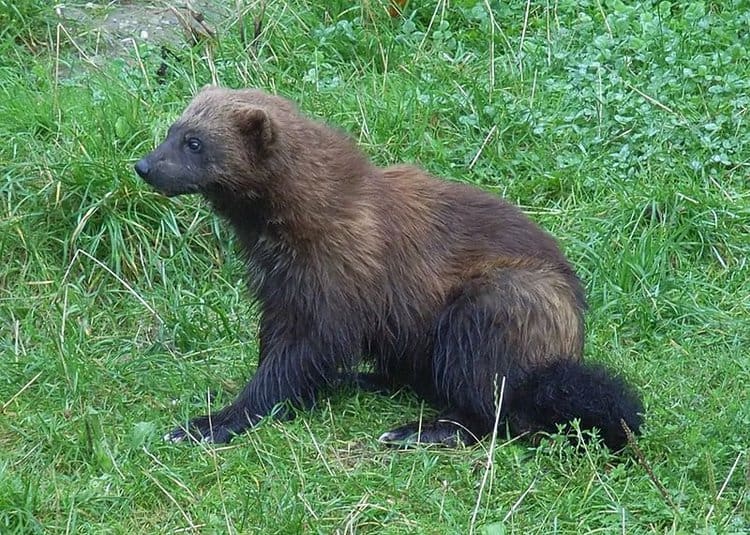 Court Restores Wolverine Protections While Agency Reconsiders Endangered Species Decision