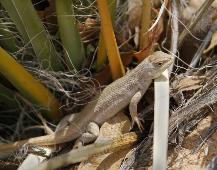 Lawsuit Aims to Protect Dunes Sagebrush Lizard From Extinction