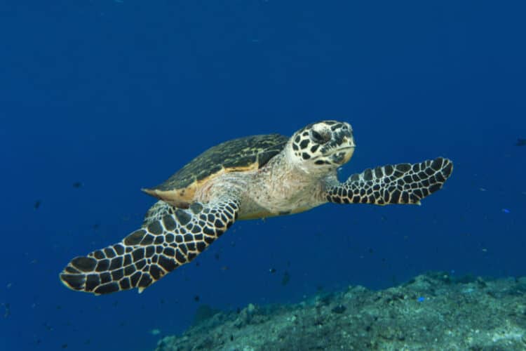 Turtle DNA database traces illegal shell trade to poaching hotspots