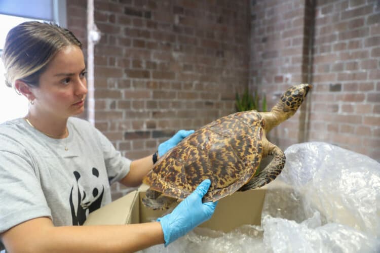 Francesca Roncolato, WWF-Australia curates a selection of donated tortoiseshell items as part of a WWF-led campaign to trace products to the nesting origin of the turtle killed. Photo © WWF-Australia