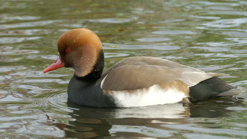 Red-crested Pochard Netta rufina