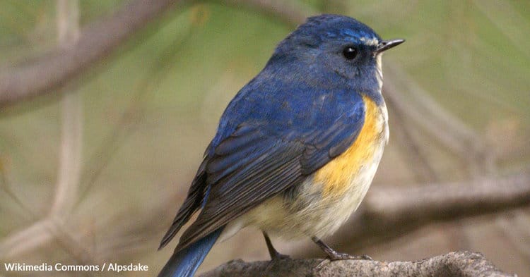 The Red-flanked Bluetail is a migratory bird, wintering in Southeast Asia and parts of South Asia.