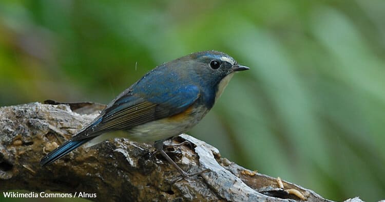 Red-flanked Bluetails build their nests on the ground, usually hidden in dense vegetation.PHOTO: WIKIMEDIA COMMONS / ALNUS
