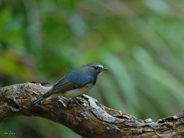 Females and juveniles are less colorful, with brownish-grey plumage and a similar blue tail.PHOTO: WIKIMEDIA COMMONS / ALNUS