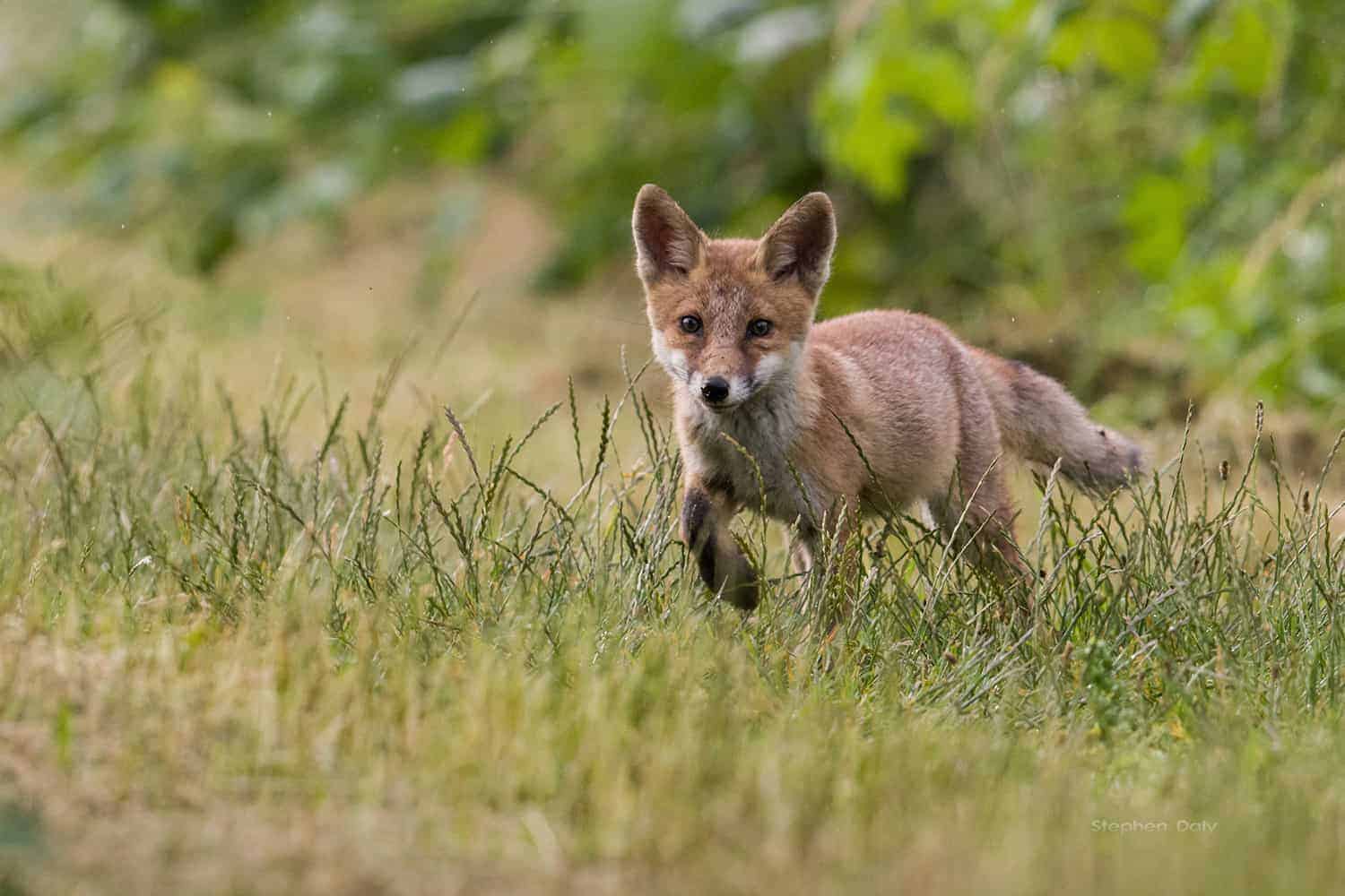 Encounter with a Red Fox cub – Focusing on Wildlife