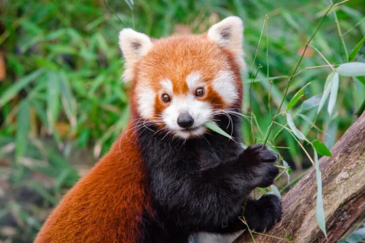 A red panda eating bamboo shoots. Image by Mathias Appel via Flickr (CC BY-NC 2.0)